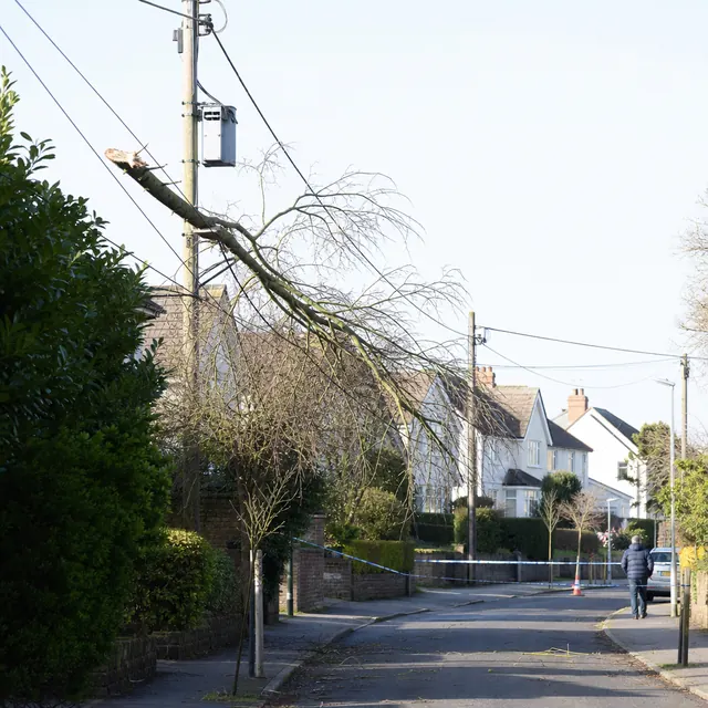 Fallen branch caught on overhead power lines in a street